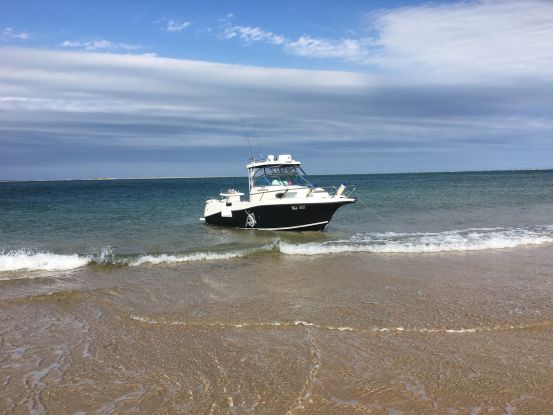 652-Apex-Predator-Beach